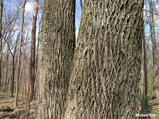 Fraxinus americana