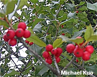 Ilex opaca