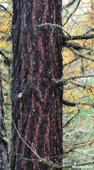 Larix decidua