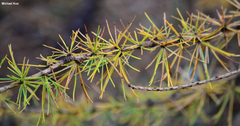 Larix decidua