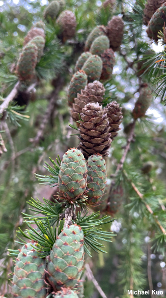 Larix decidua