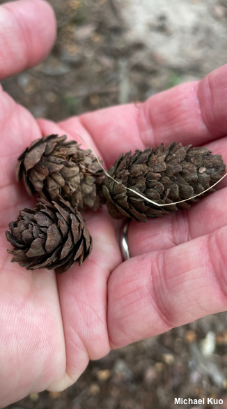 Larix decidua