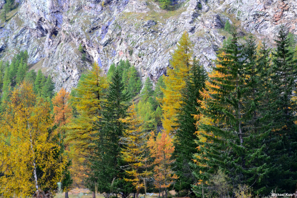 Larix decidua