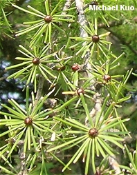 Larix laricina