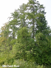 Larix laricina