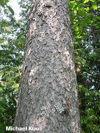 Larix laricina