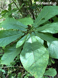 Magnolia frazeri