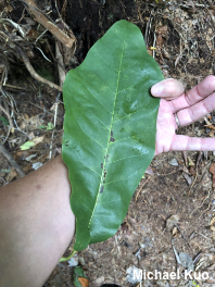 Magnolia frazeri