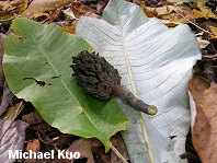 Magnolia macrophylla