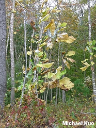 Magnolia macrophylla