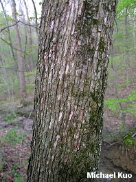 Ostrya virginiana