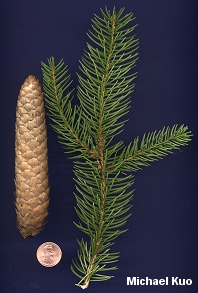 Picea abies