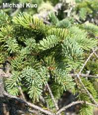 Picea glauca