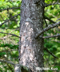 Picea glauca