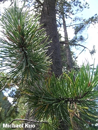 Pinus contorta