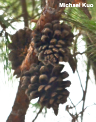 Pinus pinea