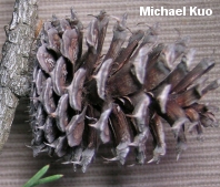 Pinus pungens
