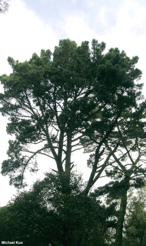 Pinus radiata