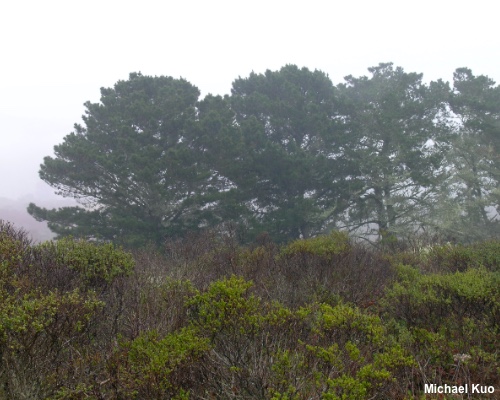 Pinus radiata