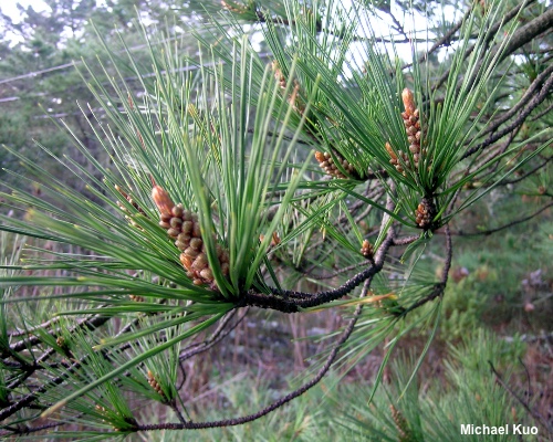 Pinus radiata