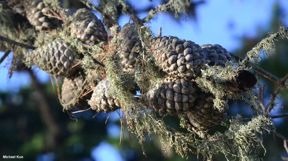 Pinus radiata