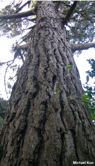 Pinus radiata