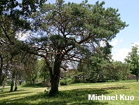 Pinus sylvestris