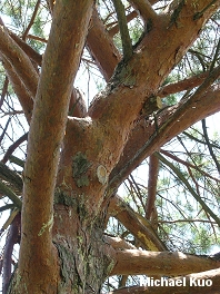 Pinus sylvestris