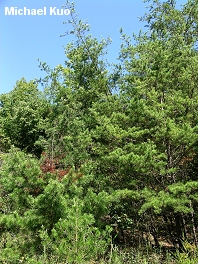 Pinus virginiana