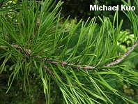 Pinus virginiana