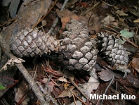 Pinus virginiana