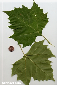 Plantanus occidentalis