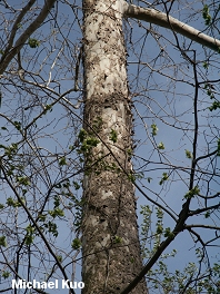 Plantanus occidentalis