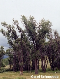 Populus angustifolia