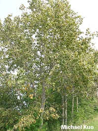 Populus balsamifera
