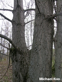 Populus balsamifera
