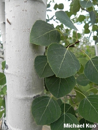 Populus tremuloides