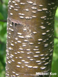 Prunus serotina