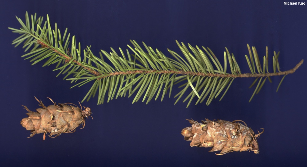 Pseudotsuga menziesii