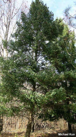 Pseudotsuga menziesii