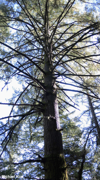 Pseudotsuga menziesii