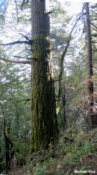 Pseudotsuga menziesii