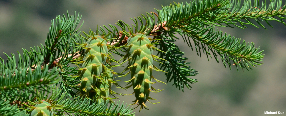 Pseudotsuga menziesii