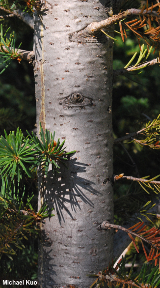 Pseudotsuga menziesii