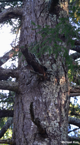 Pseudotsuga menziesii