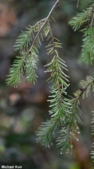 Pseudotsuga menziesii