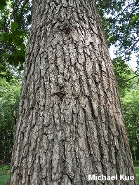 Quercus bicolor