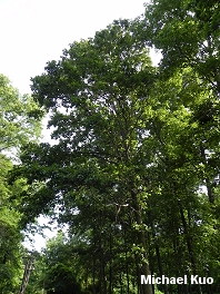 Quercus bicolor