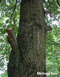 Quercus coccinea