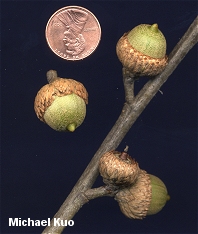 Quercus coccinea